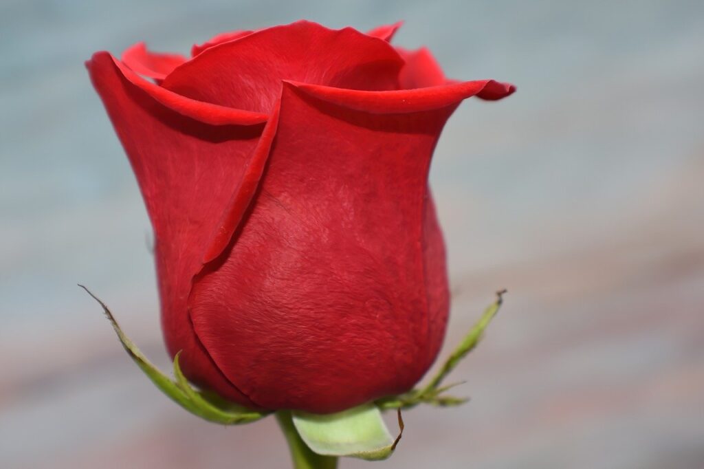 red rose, flower, rose-7579888.jpg